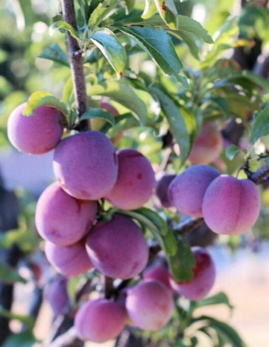 Prunus 'Santa Rosa' Plum 3ft (Bare-Root) on a tree.