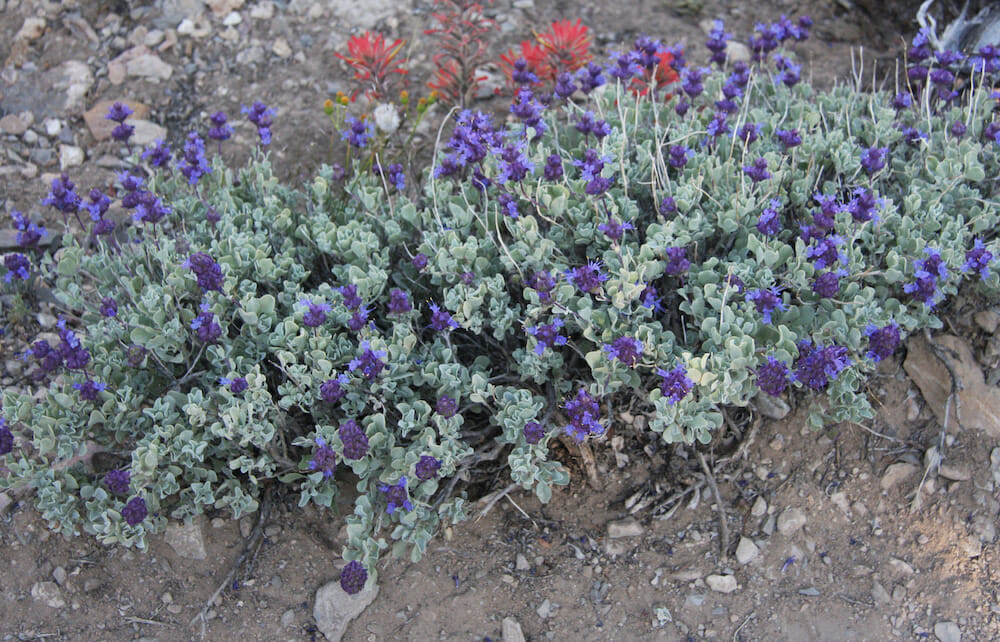 Salvia 'Purple Sage' Hello Hello Plants & Garden Supplies