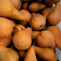 Pyrus 'Beurre Bosc' Pear 10" Pot