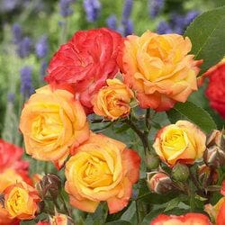 Sentence with replaced product name: A cluster of vibrant yellow and orange Rose 'Rumba' roses in full bloom, surrounded by green foliage and blurred purple flowers in the background.