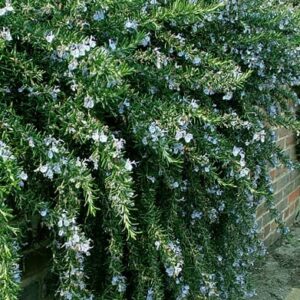 A Rosmarinus 'Prostrate' Rosemary with green, needle-like leaves and small, light blue flowers gracefully sprawls along a brick wall.