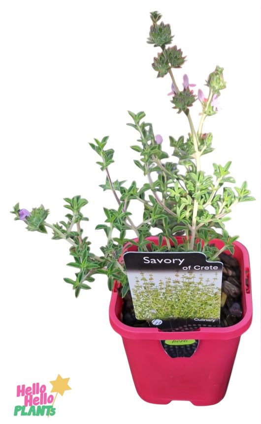 A Savoury Of Crete plant with green leaves and pink flowers is in a vibrant 4" pot showcasing the Hello Hello Plants logo.
