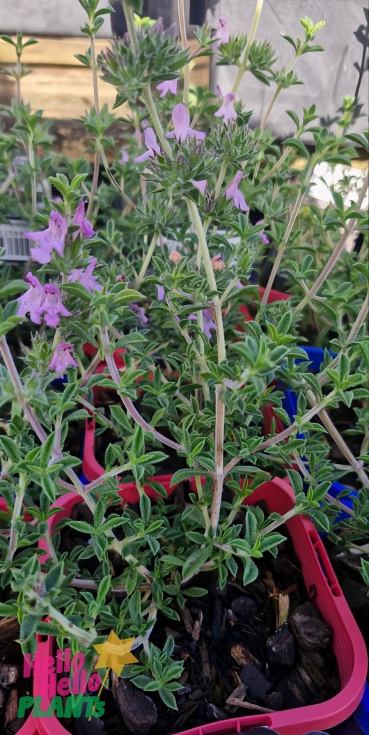 A 4" potted Savoury Of Crete with small pink flowers and lush green leaves in a vibrant red container, nestled among other charming plants.