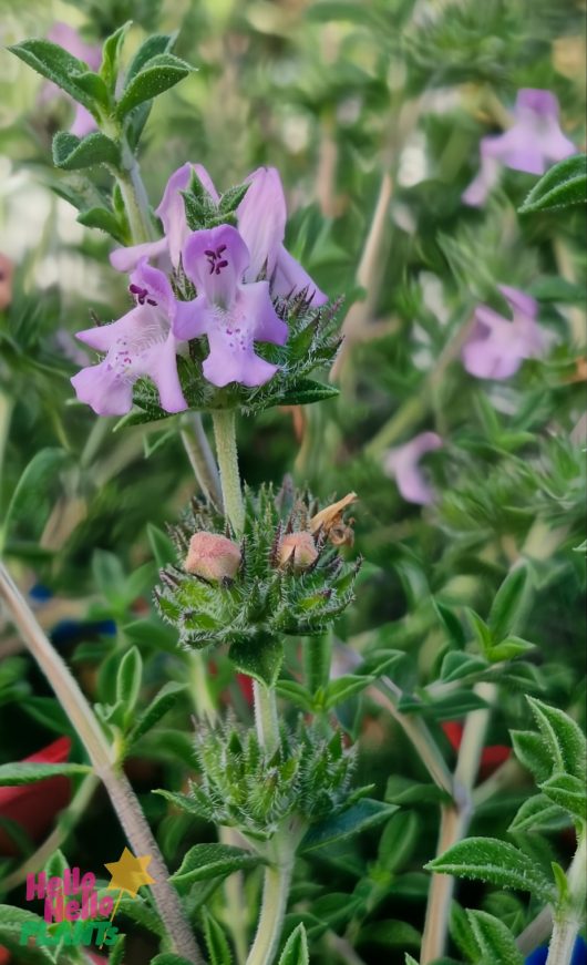 Close-up of the Savoury Of Crete in a 4" pot, featuring small, pale purple flowers and vibrant green leaves.