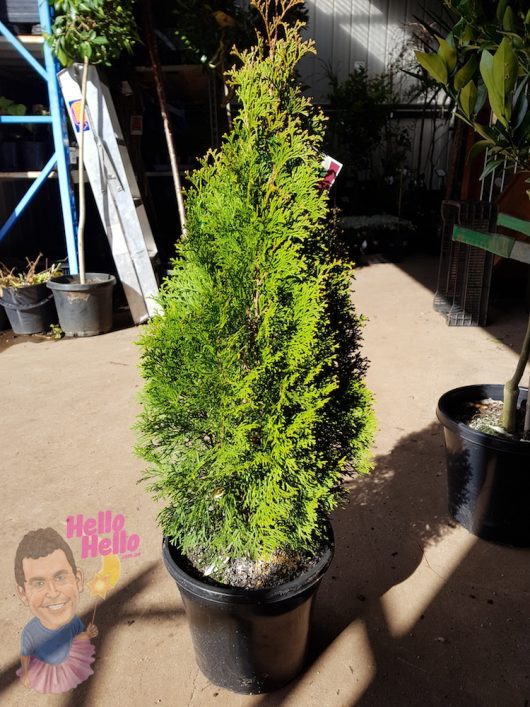 Smaragd Conifer 10" Pot - Hello Hello Plants & Garden Supplies