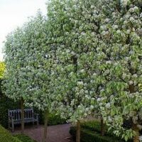 Pyrus nivalis 'Snow Pear' 13" Pot Elite Grade