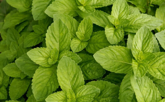 Mint 'Spearmint'