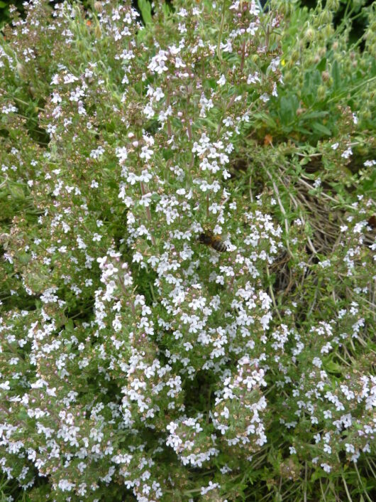 A Thymus 'Common Thyme' 4" Pot with white flowers and green leaves.