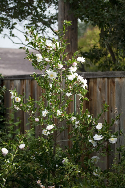 A Camellia sasanqua 'Asakura' 13" Pot flowering tree next to a wooden fence.