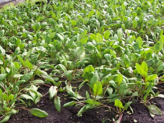 Spinach 'Baby'