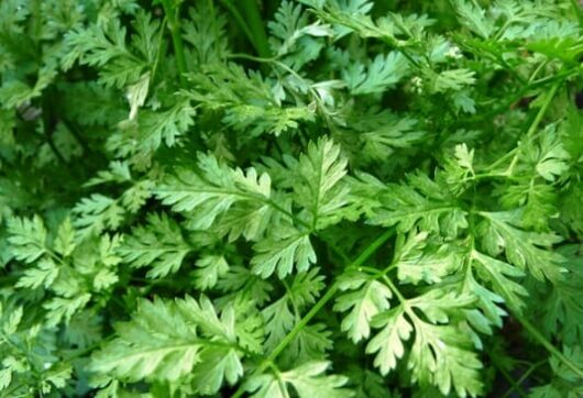 Chervil Herb