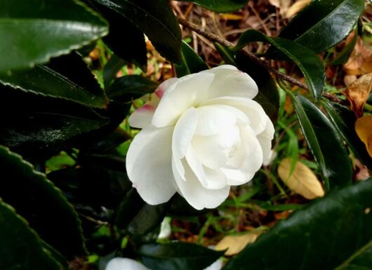 A Camellia sasanqua 'Early Pearly' 10" Pot flower on a bush with green leaves.