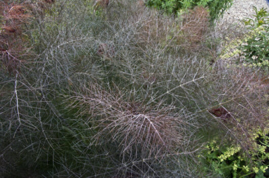 Fennel 'Bronze' 3" Pot