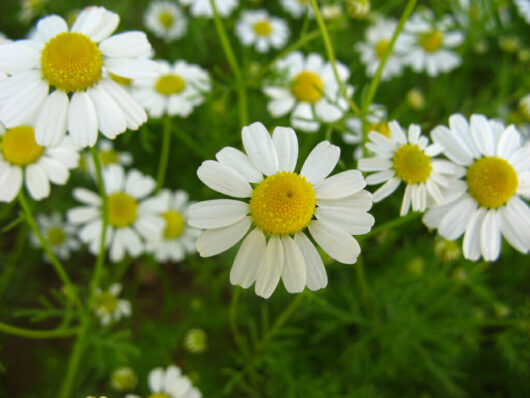 Chamomile 'German' 3" Pot