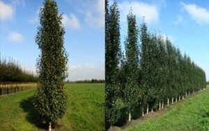 Two images depict Betula 'Upright Silver Birch' trees grown in a perfect 16" pot, planted in rows on grassy fields under a blue sky. Their slender forms contribute to the serene landscape, each standing majestically and reaching for the heavens.