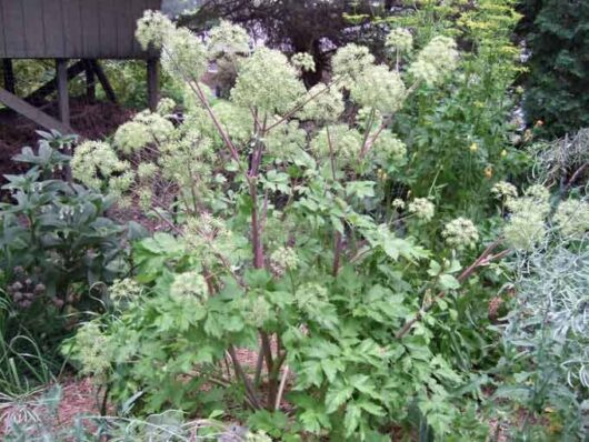 Angelica Herb