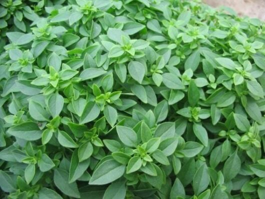 Basil 'Greek' 3" Pot