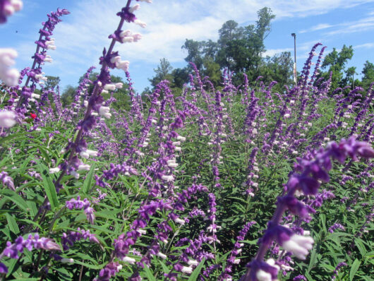 Salvia 'Purple Sage' 4" Pot and white flowers in a field.