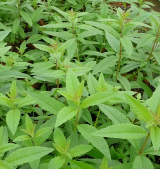 Verbena 'Lemon'