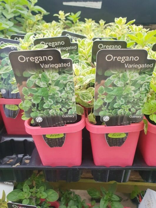 Displayed for sale are several Oregano 'Variegated' plants in 4" pots, complete with labels and housed in pink containers.