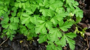 A Parsley 'Italian Flat-Leaf' 4" Pot with green leaves growing in the ground.