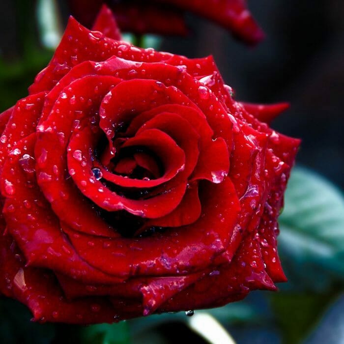 Rose 'Fathers Love' Bush Form - Hello Hello Plants & Garden Supplies