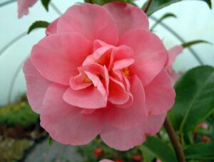 A pink Camellia sasanqua 'Jennifer Susan' 16" Pot is growing in a greenhouse.