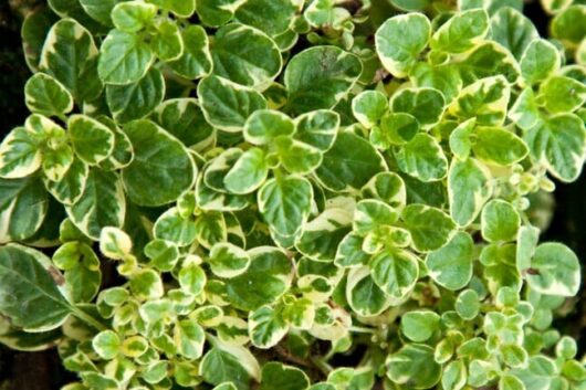 Oregano 'Variegated'