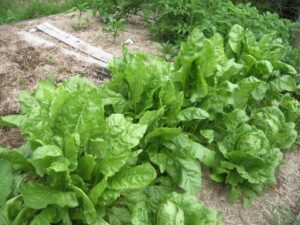 Spinach 'Perpetual' 3" Pot growing in a garden bed.