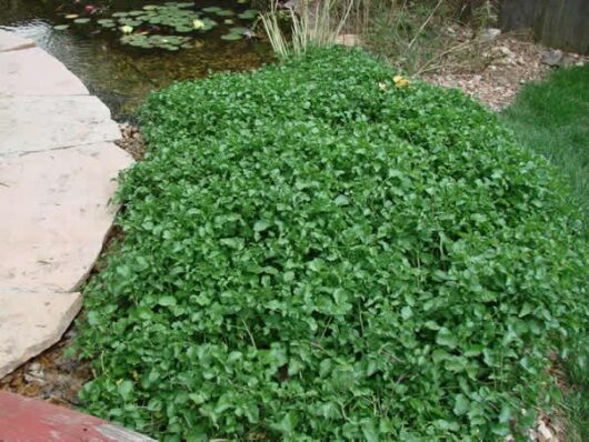 A small garden with a small pond and a Watercress 3" Pot plant.