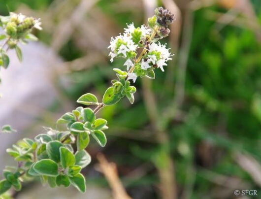 A Marjoram 'Sweet' 3" Pot plant with white flowers in the grass.
