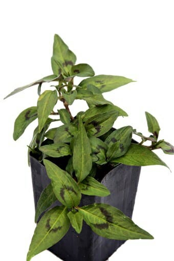 A Mint 'Vietnamese' 4" Pot plant on a white background.