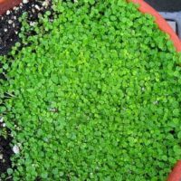 A Mint 'Corsican' 6" Pot with green plants in it.