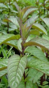 Aplant with green leaves and 'Mint 'Chocolate' 4" Pot' leaves.