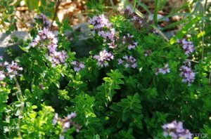 A Oregano 'Common' 4" Pot with purple flowers growing in the ground.