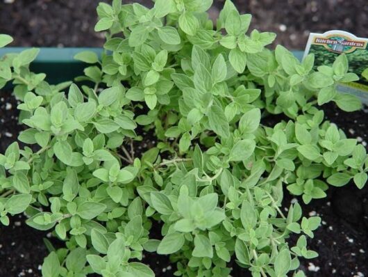 Oregano 'Hot and Spicy'
