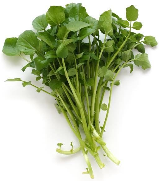 A bunch of Watercress 3" Pot on a white background.