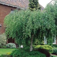 Betula 'Silver Birch' Weeping