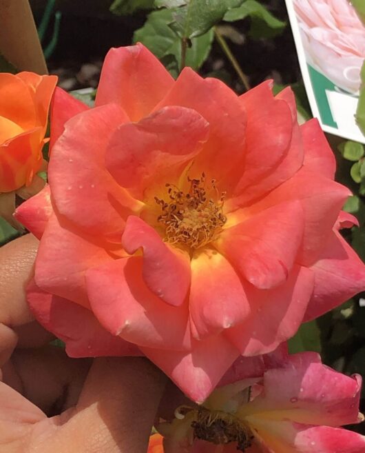 Rose 'Woburn Abbey'