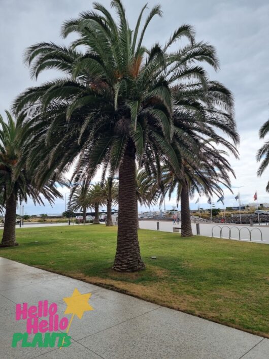 Phoenix 'Canary Island Date Palm'