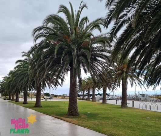 Phoenix 'Canary Island Date Palm'