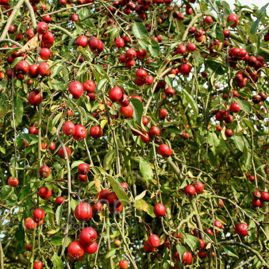 A Malus 'Echtermeyer' Weeping Apple Standard 12" Pot with a lot of red berries on it.