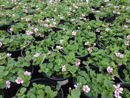 Bacopa 'Pink' 4" Pot