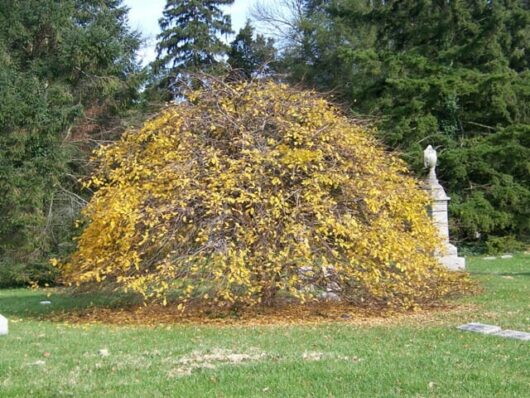 Carpinus 'Weeping European Hornbeam' 16" Pot