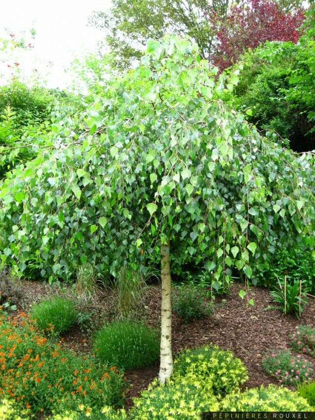 Grafted Weeping Trees