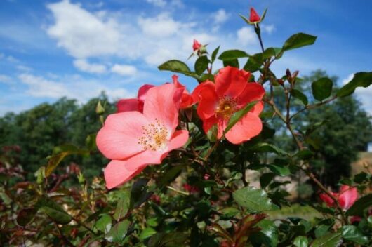 Rose 'Coral Meidiland' 6ft Weeper