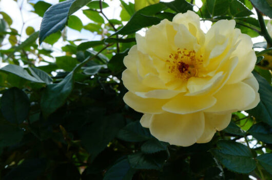 Rose 'Golden Touch' 6ft Weeper