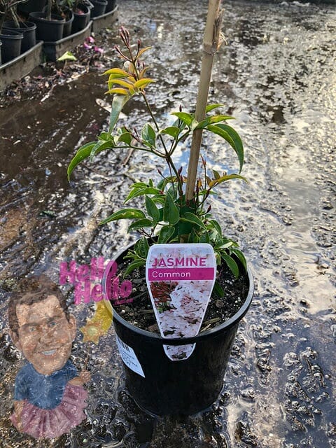 Jasmine polyanthum 6inch pot In Store @ Hello Hello Plants