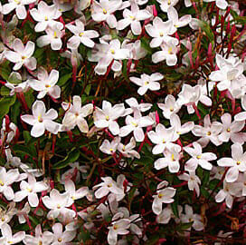 Jasmine polyanthum 6inch pot In Store @ Hello Hello Plants