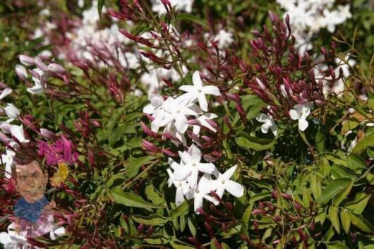 'White Jasmine' Polyanthum 6" Pot @ Hello Hello Plants